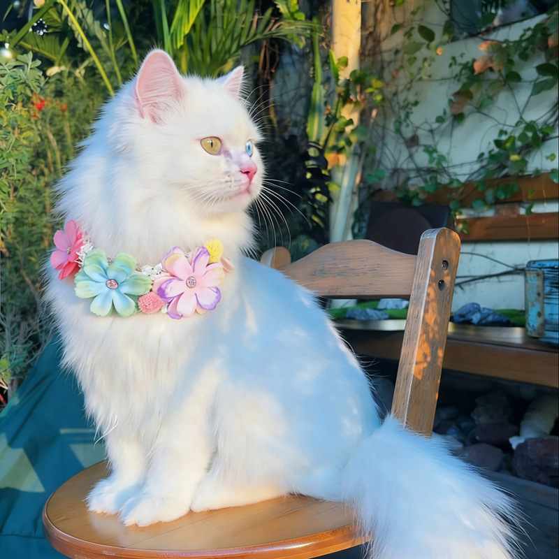 Gorgeous Colorful Flower Pet C - Photography Basic review and price